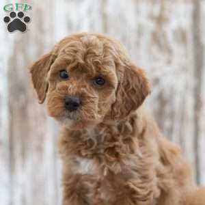Henrietta, Mini Labradoodle Puppy